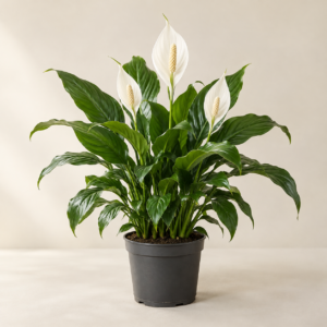 Peace lily with white blooms and glossy green leaves in a dark nursery pot